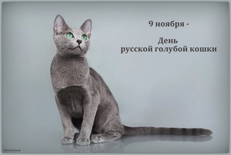 Коллаж автора. Источник фото: http://lukosan.by/koshki/assol/