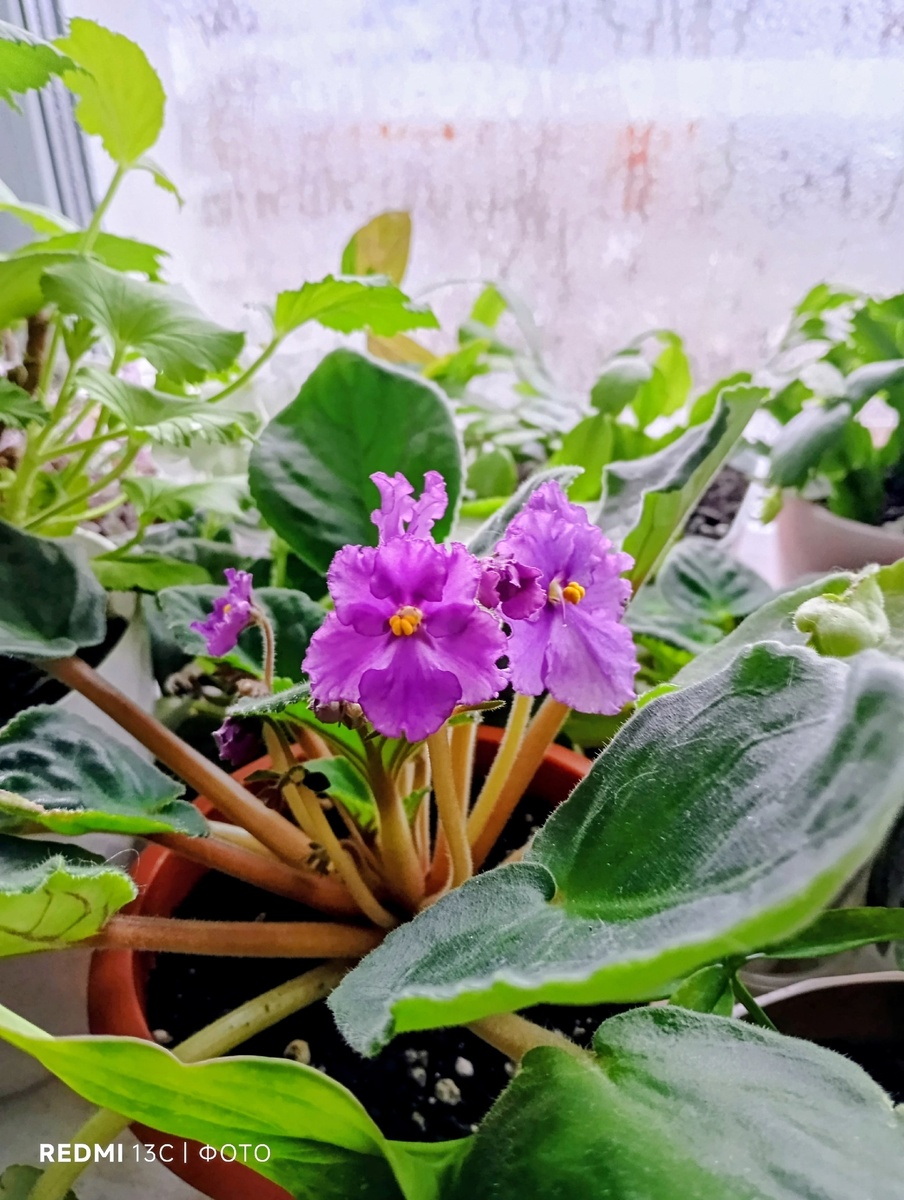 Фиалка цветет .