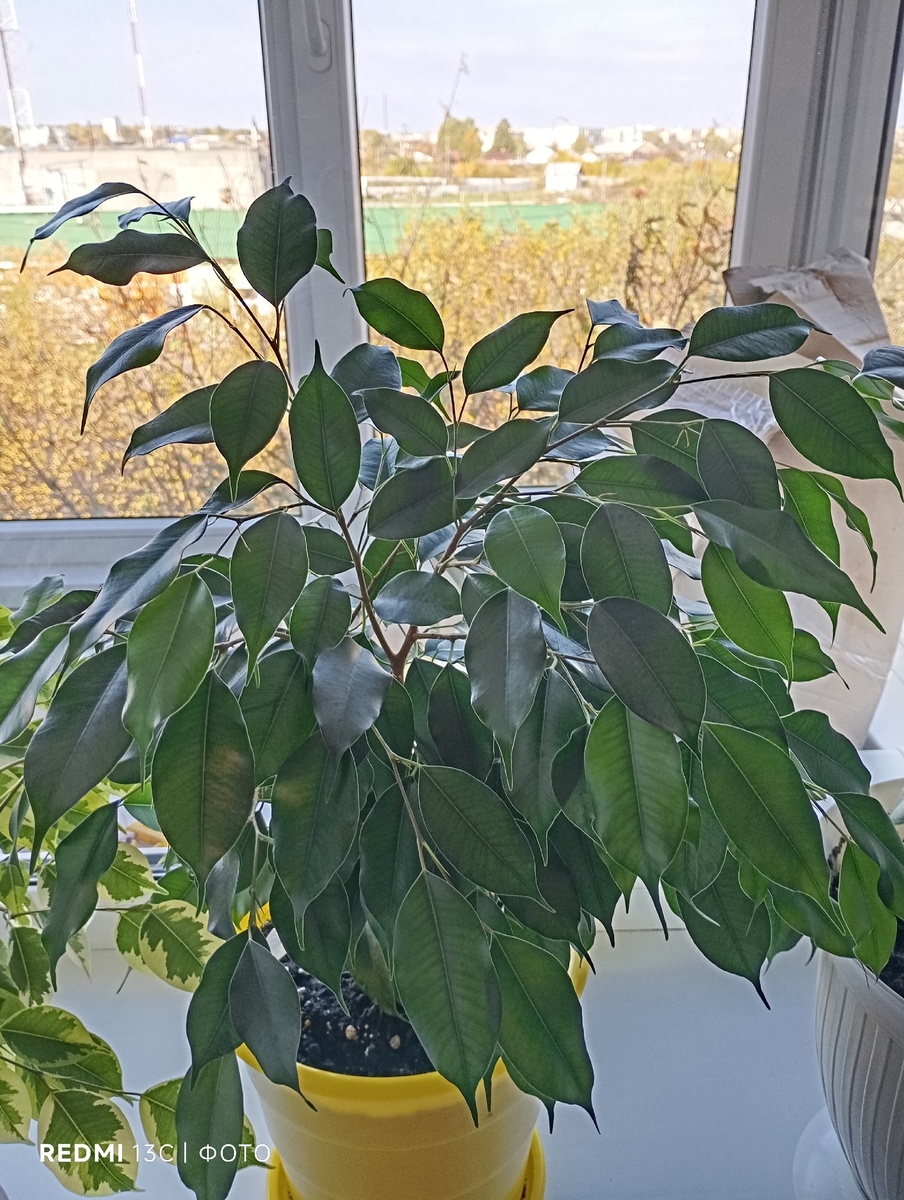 Фикус бенджамина.