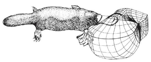 Примерно так выглядит электрорецепция утконоса. Картинка из открытых источников