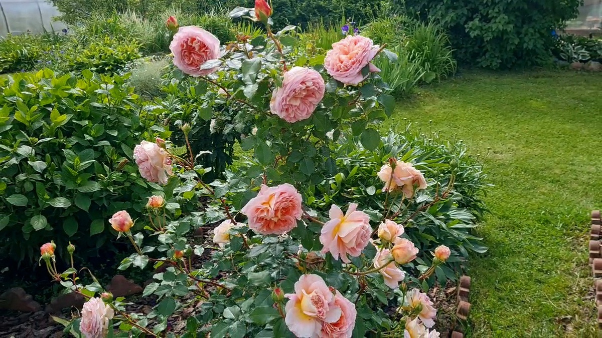 Абрахам Дерби