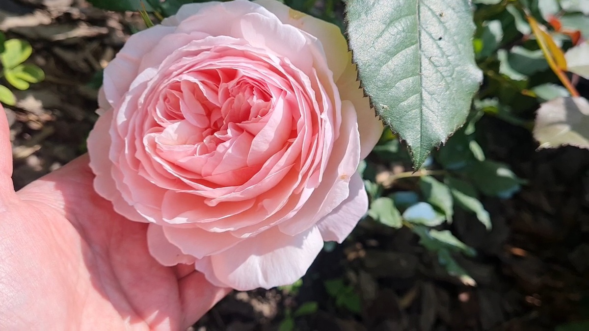 Э  Шропшир Лэд