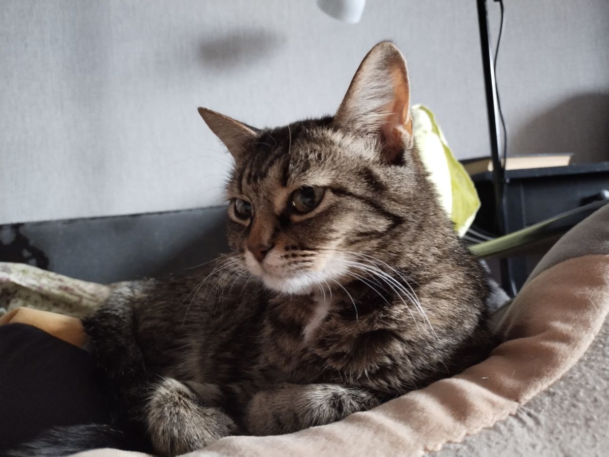 То ли острый нюх кошку подвёл... А нечего было нюхать, спать ночью надо, Чуфа! 😁