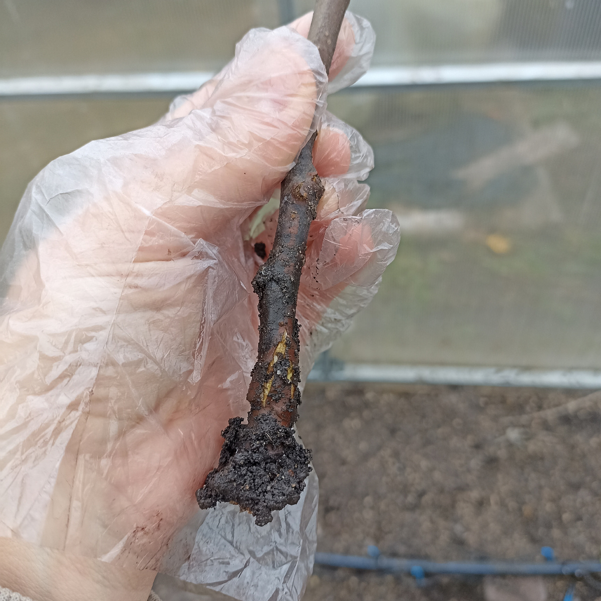 На стволе появились трещины, значит можно ждать корни, начинают прорезываться. А в самом низу ветки - это разрозшийся каллус.