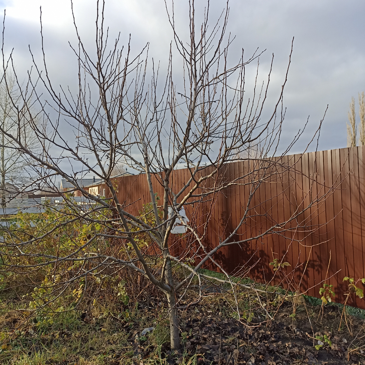 Груша "Талгарская красавица"