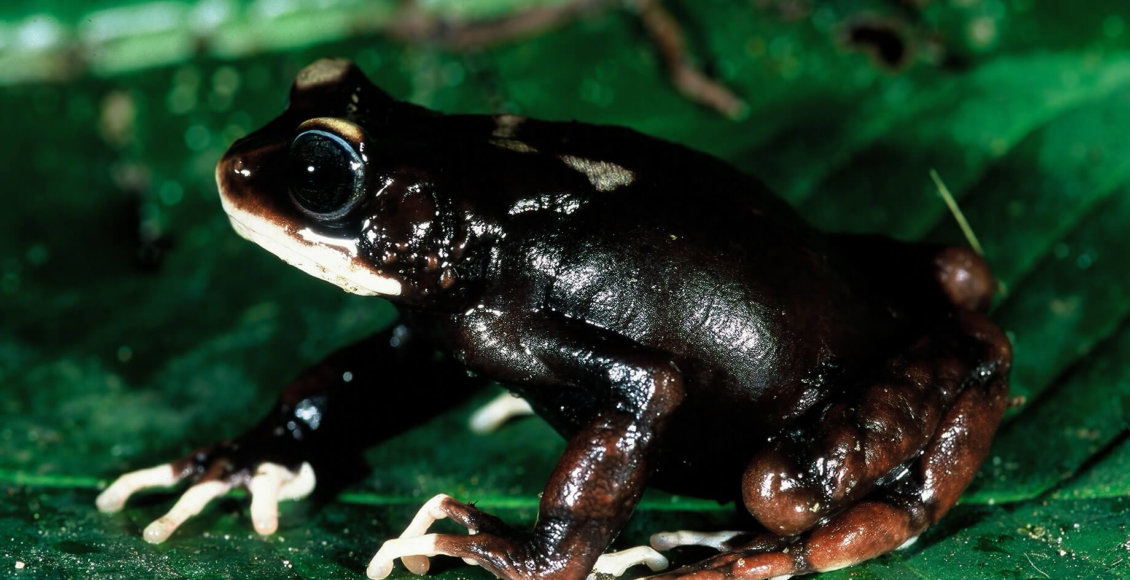    Фото: Мишель Менегон