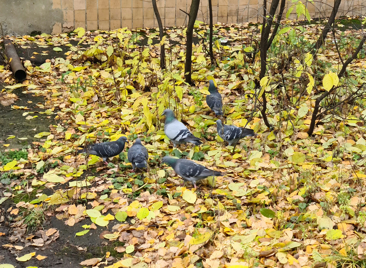 Птицы все с мощными и здоровыми крыльями. Еще так о них споем, мало не покажется. Сделаем так, что для них и все иконы подарим и мощи рядом положим им в домики деревянные и требы и все молитвы и псалтыри и даже монастыри тоже будут за птиц хлопотать. А злые пойдут побираться, словно они последние бомжи