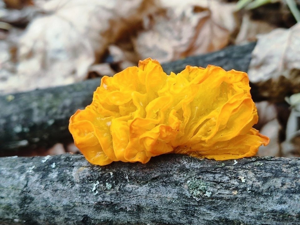    Гриб имеет насыщенный цвет. Фото: Жигулевский заповедник