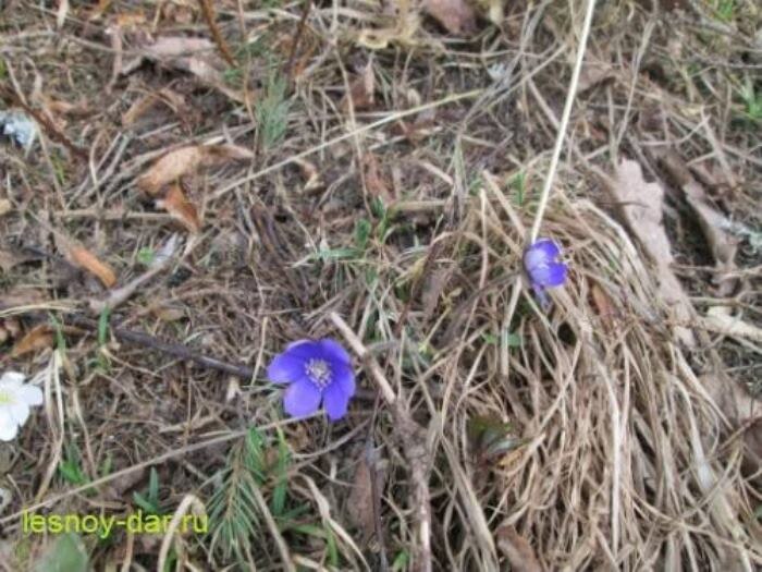 Печёночница благородная (фото с блога "Лесная кладовая")