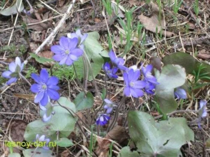 Цветки и листья печёночницы благородной (фото с блога "Лесная кладовая")