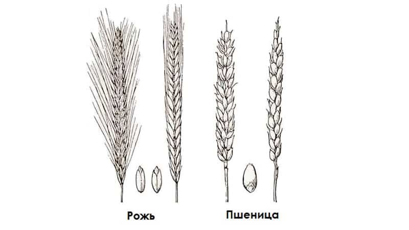 Отличия пшеницы от ржи: как выглядят колоски