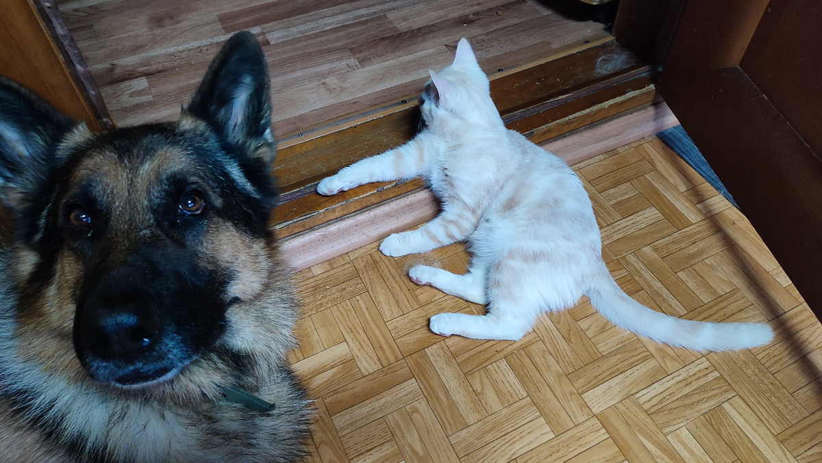 Одним завтракать не получается, четвероногий народ всегда рядом