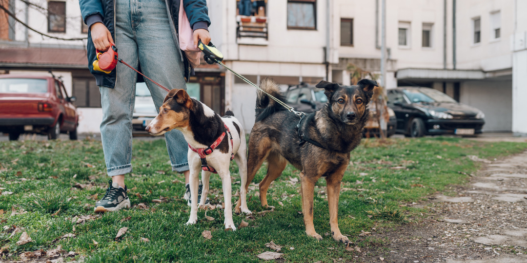 Новые правила по собакам во дворах – кто и за что штрафует