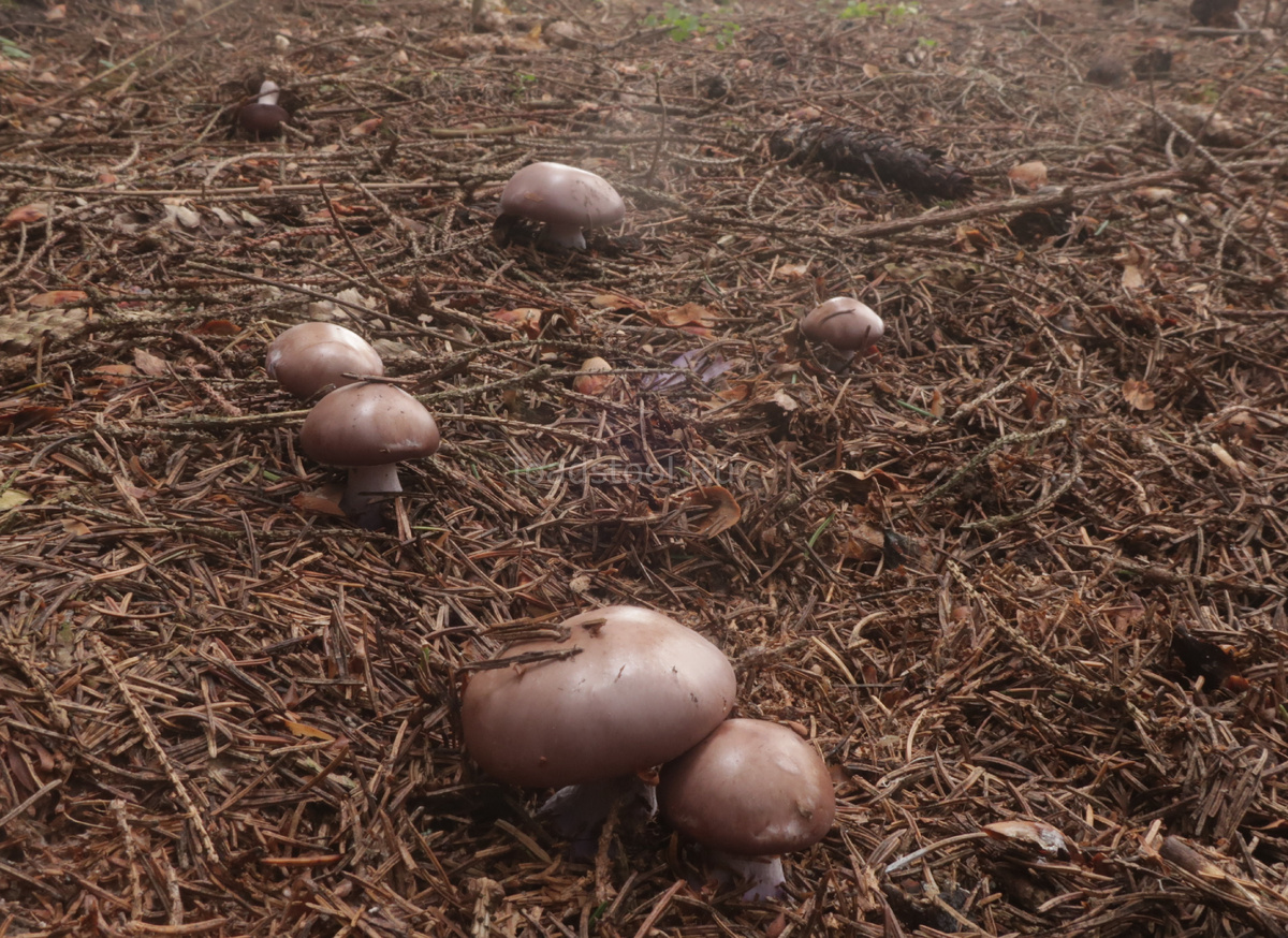 Фиолетовая рядовка в самом что ни на есть годном возрасте (фото И.Лебединского)