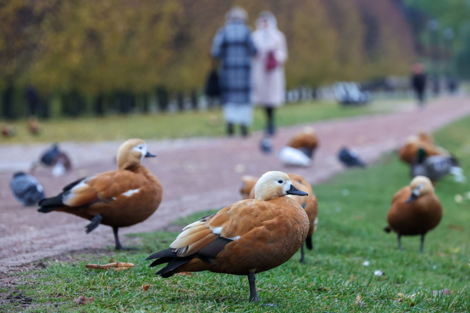    Наталья Шатохина/NEWS.ru