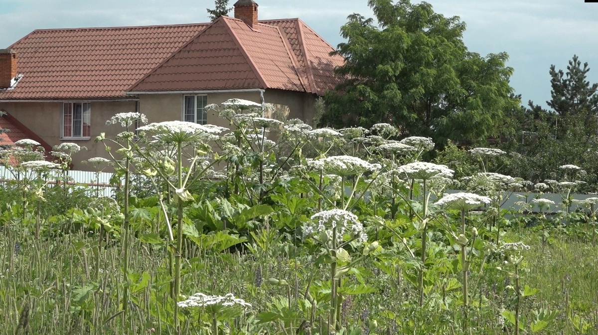 Борщевик обойдётся в миллион: что ждёт садоводов с 1 марта 2026 года