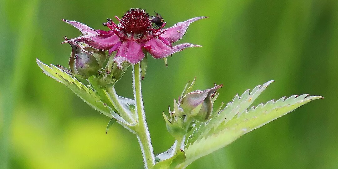 Сабельник: скромное растение с мощной поддержкой для здоровья