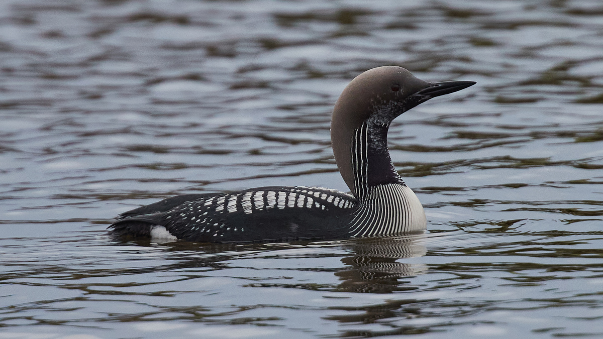 Чернозобая гагара