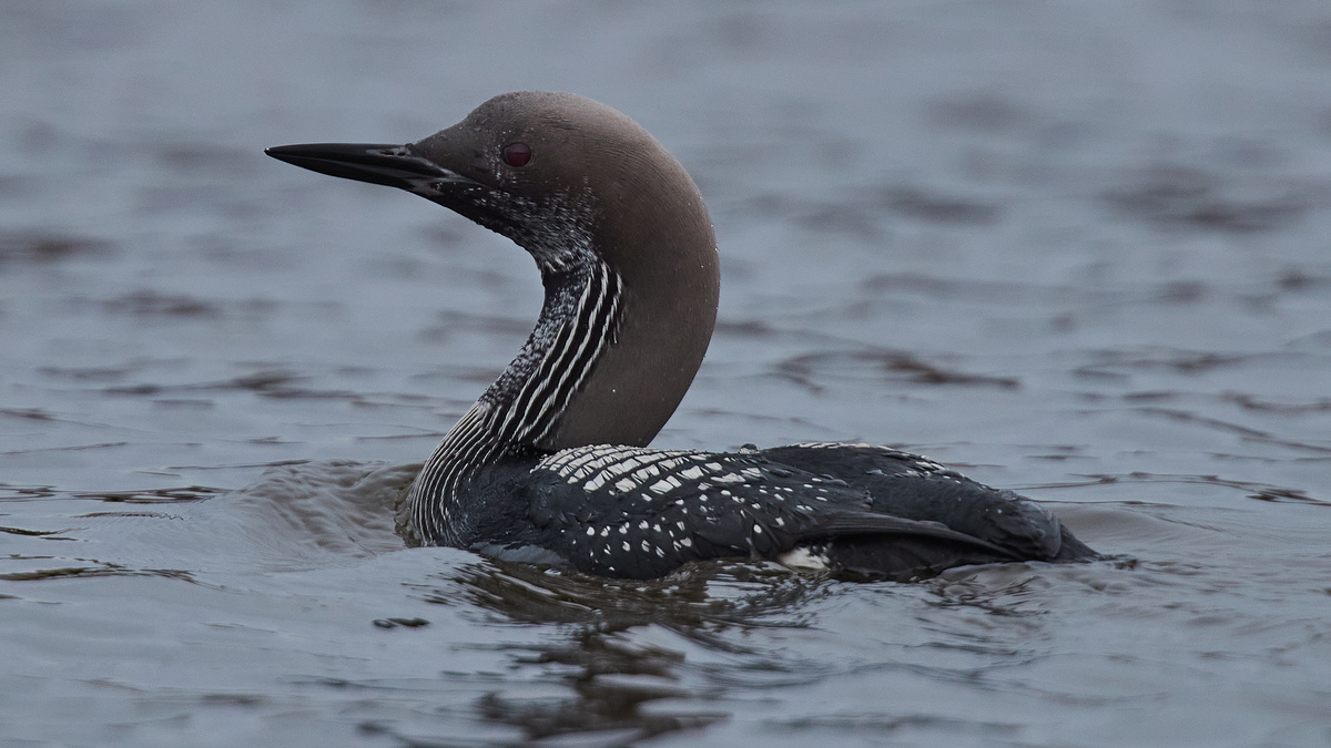 Чернозобая гагара
