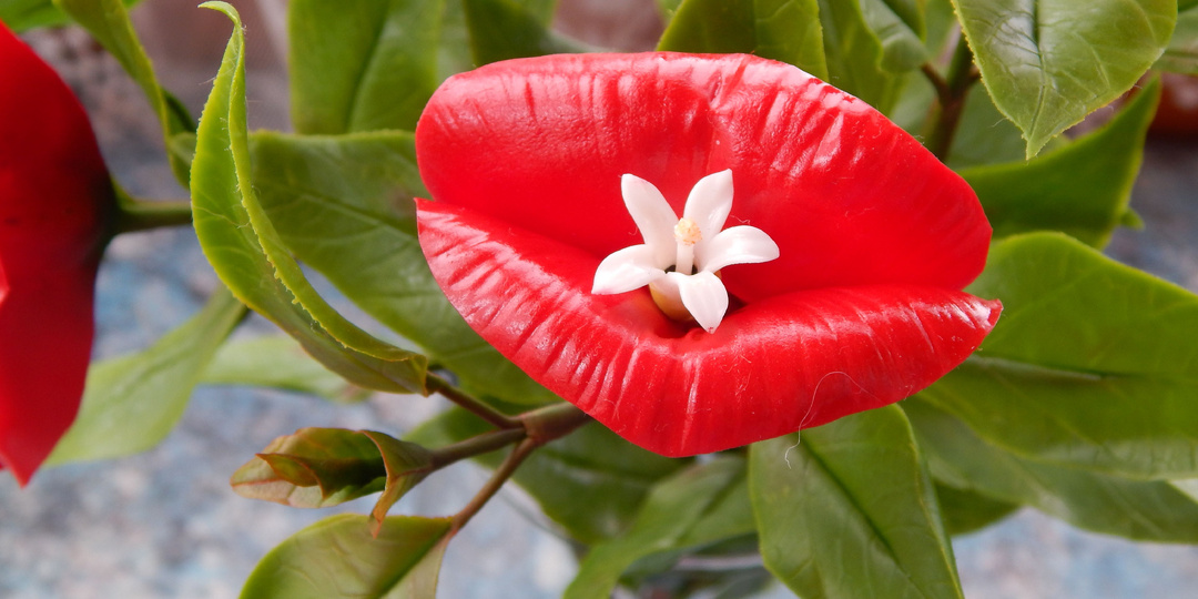 Растения способные перевернуть представления о природе: цветы, которые никогда не встречаются в обычных букетах