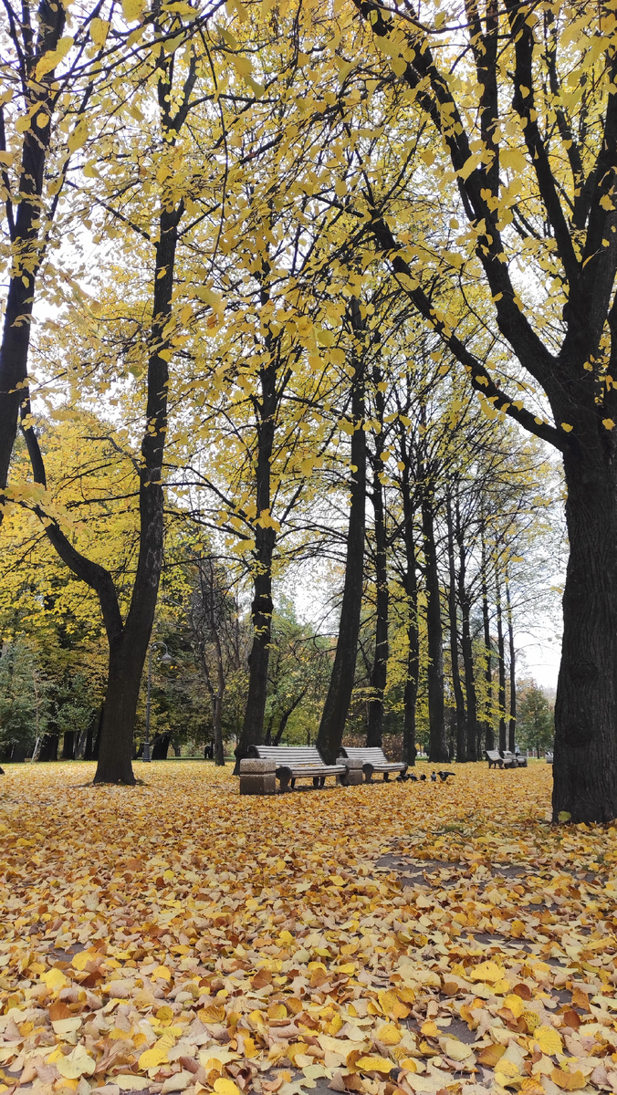 красивая петербургская осень 2025