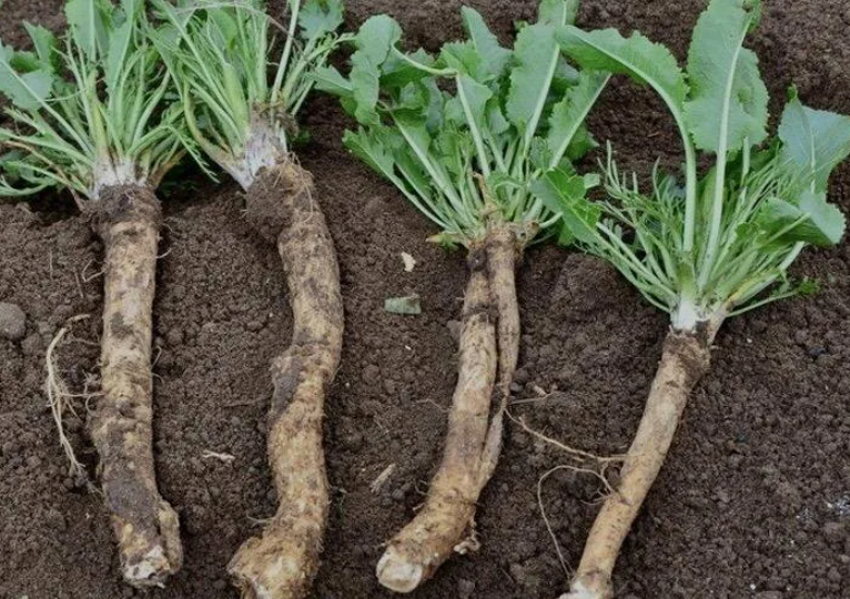 Избавилась от хрена на участке: простой способ, который помог многим