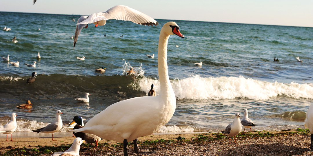 Фотоохота на Крымских берегах