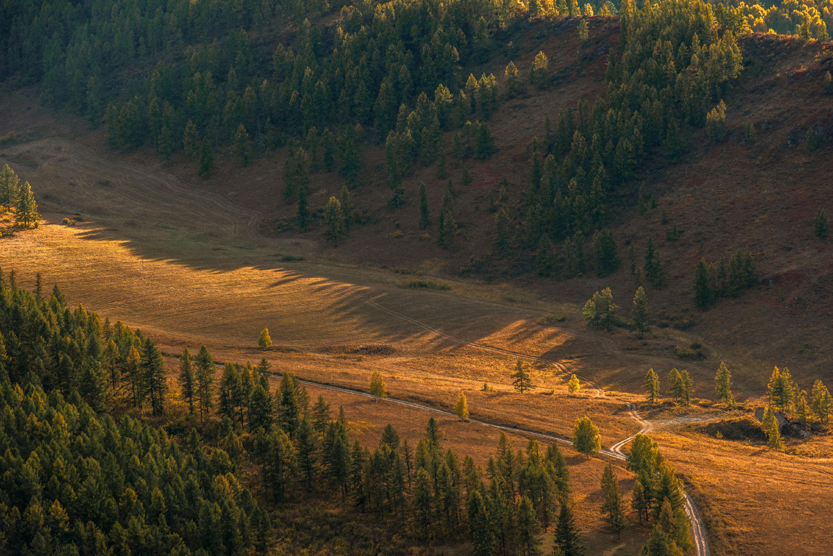 Утренние лучи солнца освещают долину и сосновый лес в горах Алтая летом