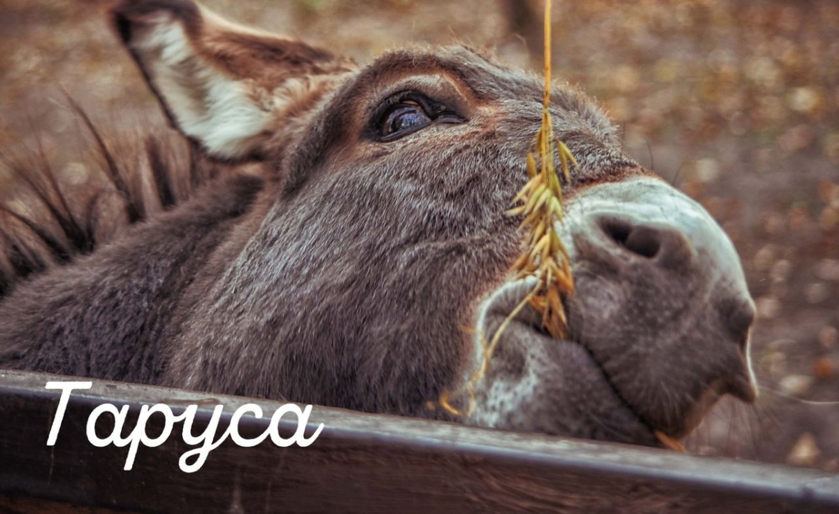 Фотограф: Оленька Кривенцова