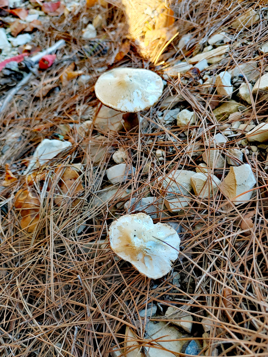 Грибы вдоль дороги в Дивноморское. Фото автора