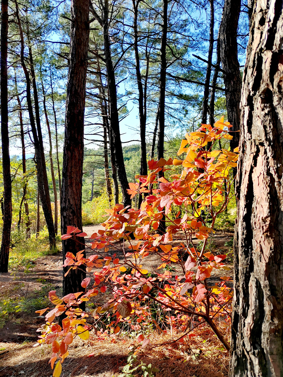 Куст скумпии с покрасневшими листьями по пути в Голубую бездну. Фото автора