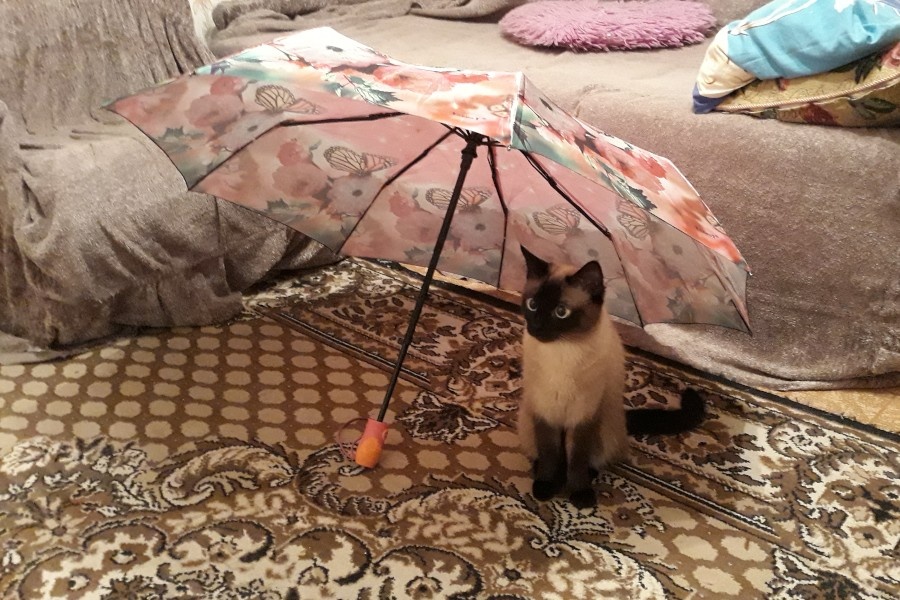 Классический окрас тайских кошек.