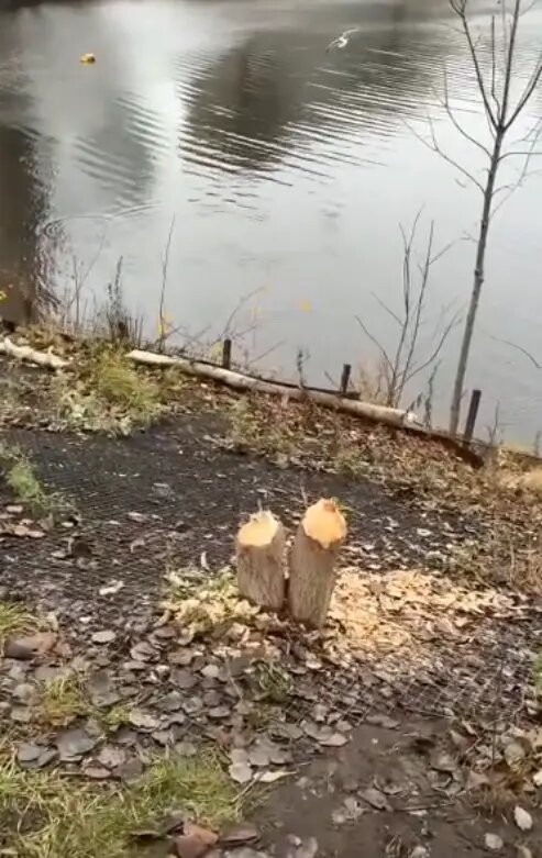    Фото: читатель Мойки78