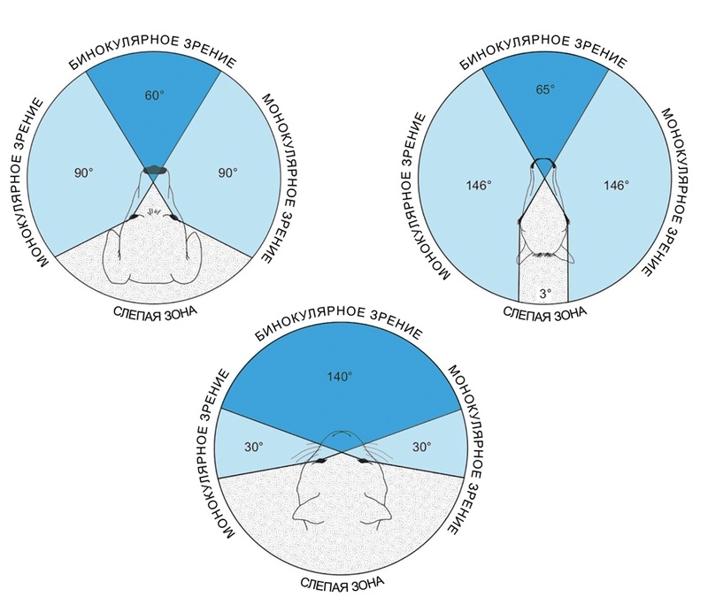 Иллюстрация: типовые зоны обзора у собаки, лошади и кошки. 