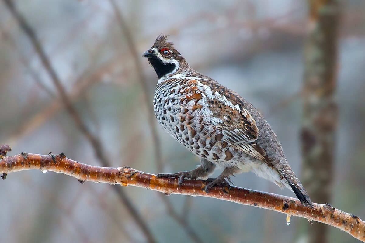Фото с сайта: https://pofoto.club/15750-rjabchik-zhivotnoe-57-foto.html