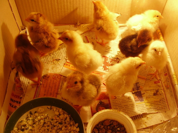 Первые цыпочки