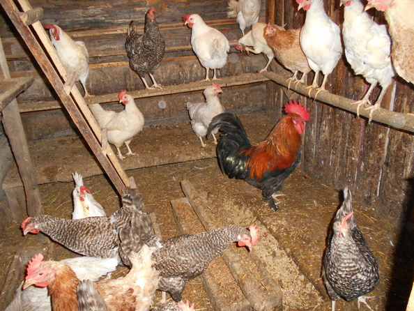 А это уже смешанное стадо на зимних квартирах