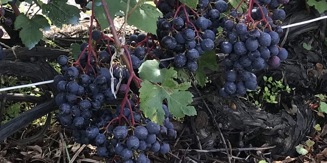 Виноград в Сибири ч. 5