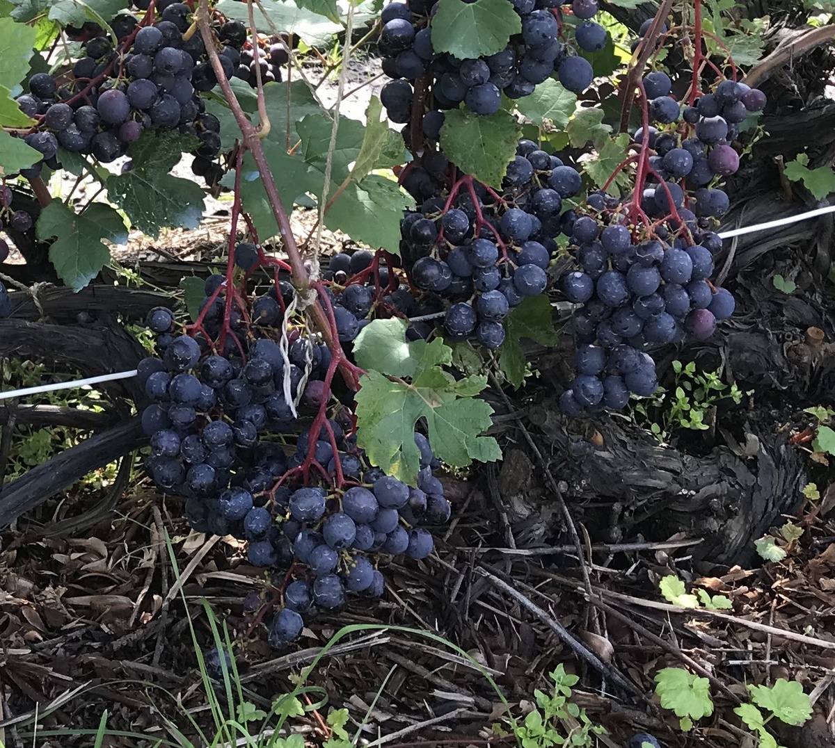 Виноград Загадка Шарова (Бия)фото 10 августа 2025 г. 