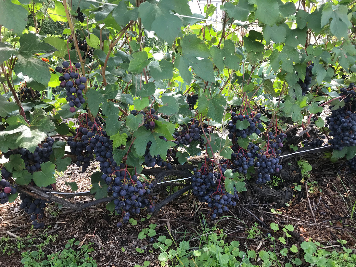 10 августа 2025 г. Виноград созрел. 