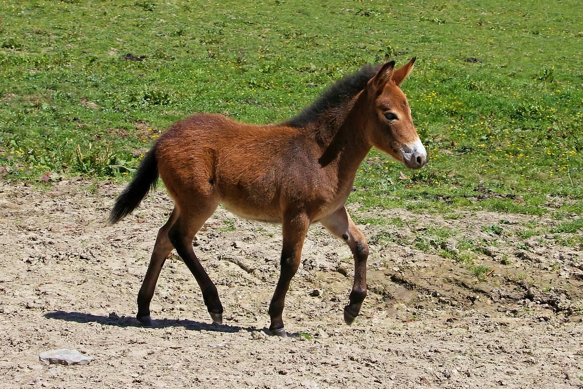 Фото с сайта: https://ecostep74.ru/mul-6