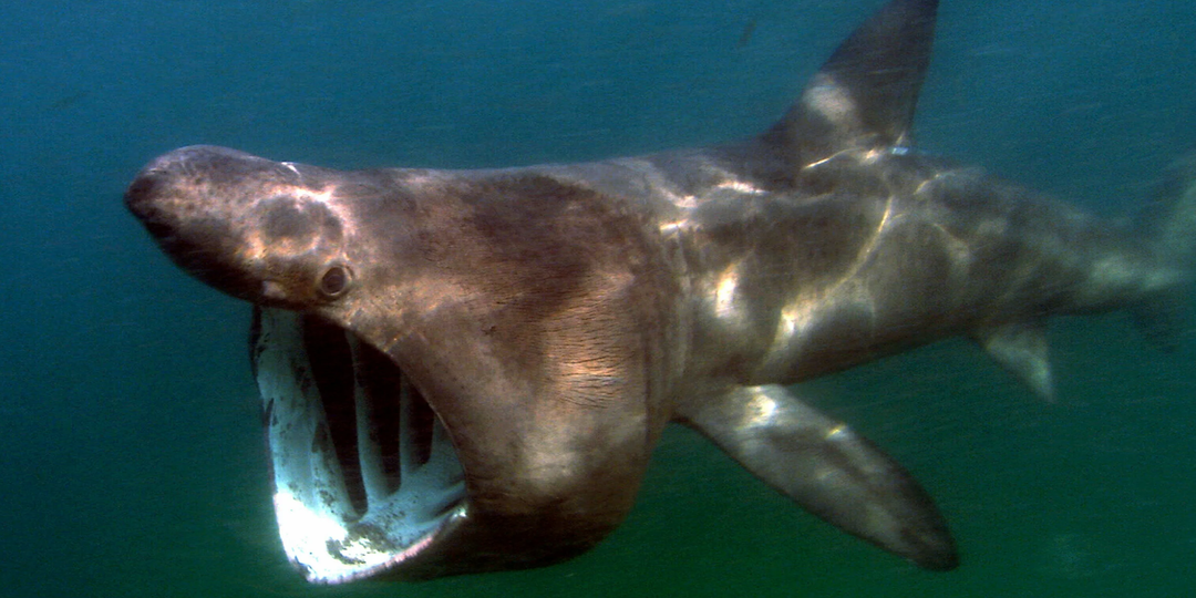 ТОП-10 самых крупных рыб планеты