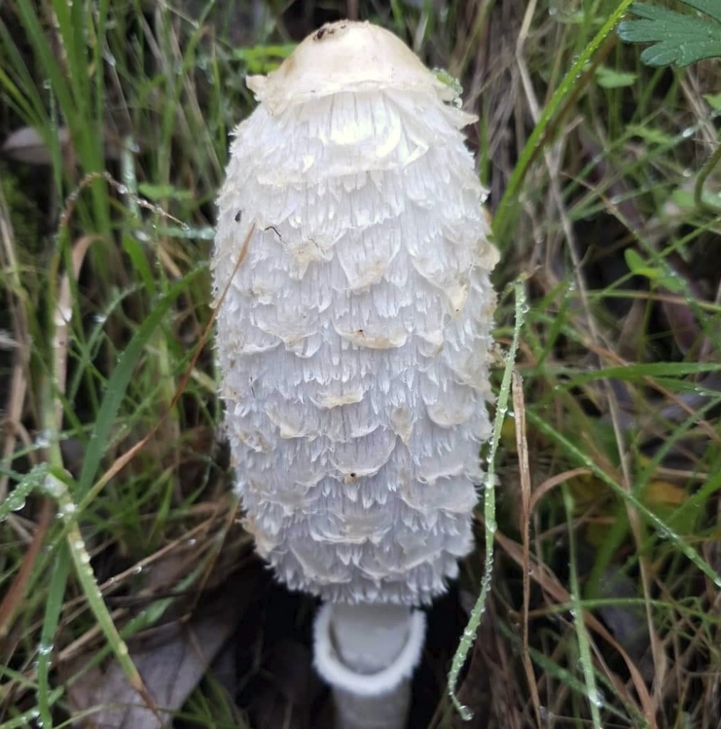 Шляпка навозника белого достигает 10 см в диаметре и покрыта загнутыми чешуйками, напоминая белый судейский парик. В англоязычных странах гриб так и называют — парик адвоката, или лохматая грива