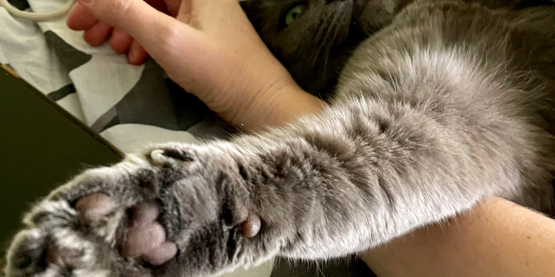 Как понять, что кошка к вам привязана. Любит или просто нет выбора?