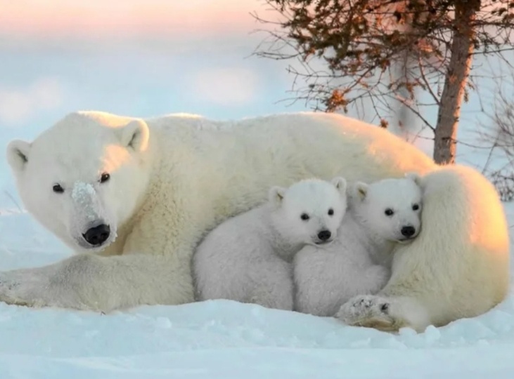 Почему платину раньше выбрасывали,и как приготовить культовый коктейль басков -"калимочо", и много, много других интересных фактов