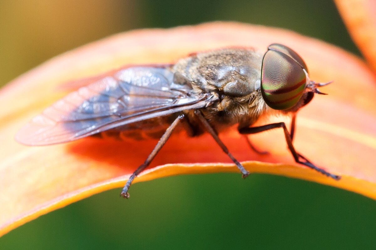 Фото с сайта: https://en.m.wikipedia.org/wiki/Tabanus_bovinus