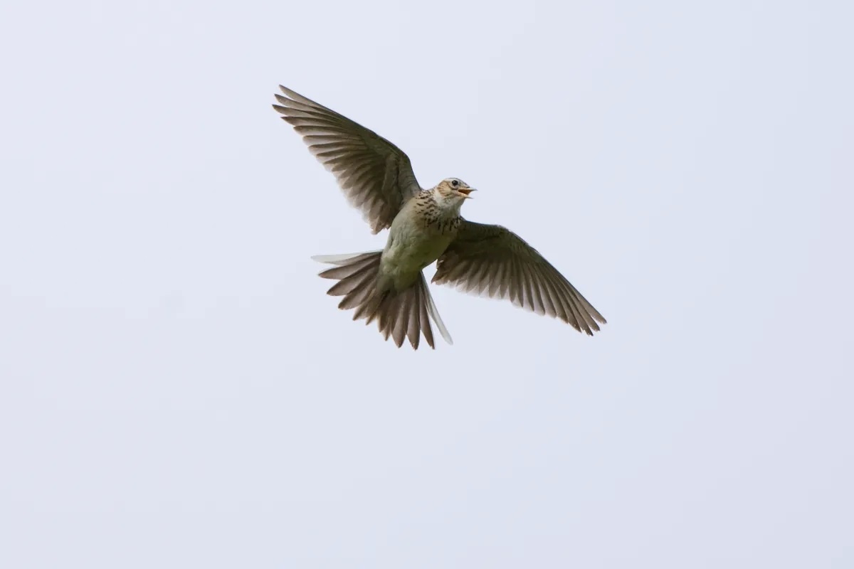Фото с сайта: https://www.countryfile.com/wildlife/birds/skylark