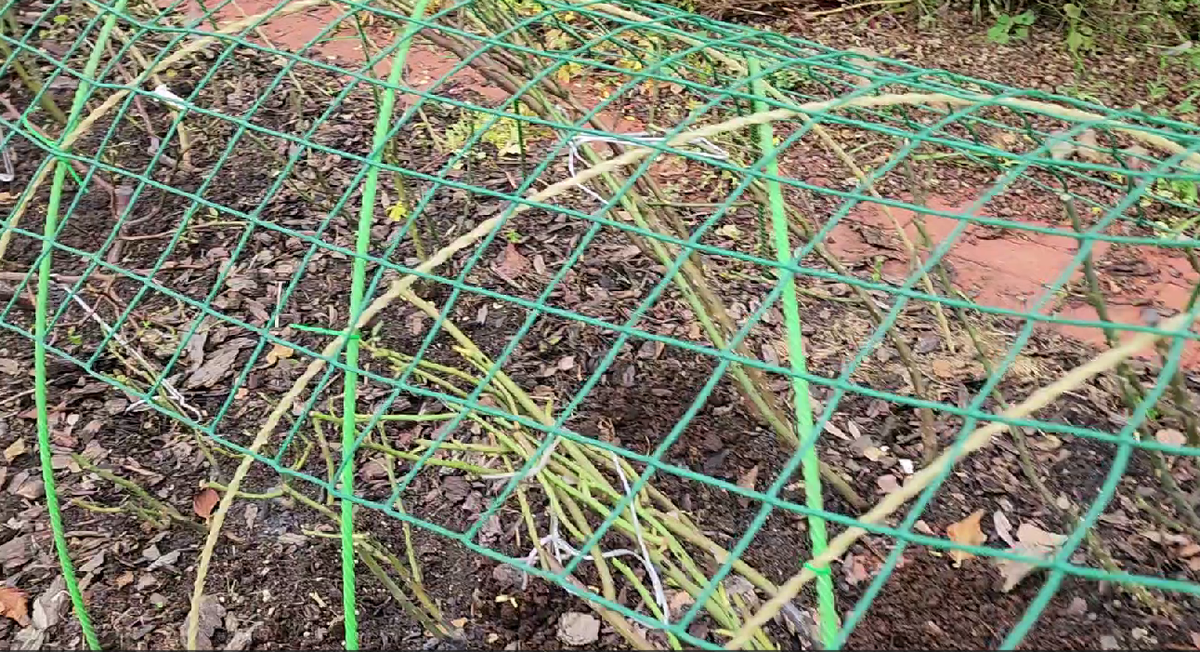 Обрабатываем розы, готовые к укрытию на зиму.