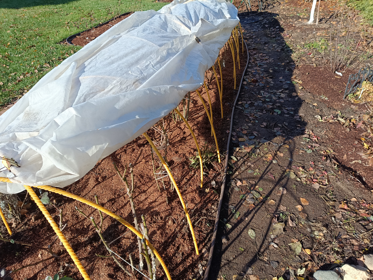 Обрабатываем розы, готовые к укрытию на зиму.