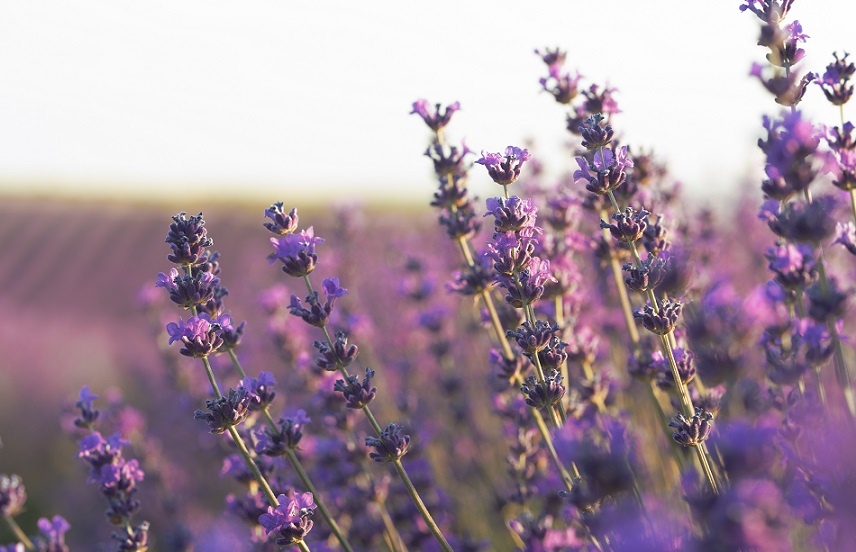 Лаванда узколистная Источник: https://ru.freepik.com 
